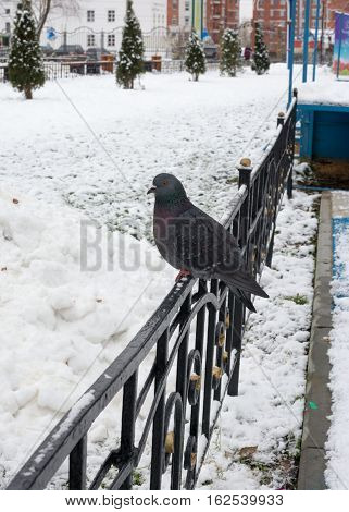 pigeon sitting on the fence in the winter snow park