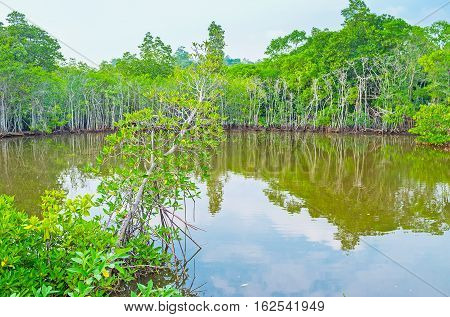 Among The Mangroves