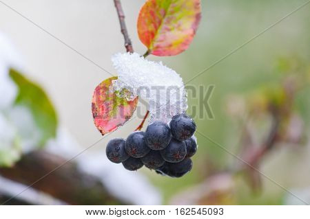 Blue berries on a branch of the covered with snow close-up. Nature