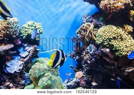 Tropical fishes on the coral reef - underwater backgroud