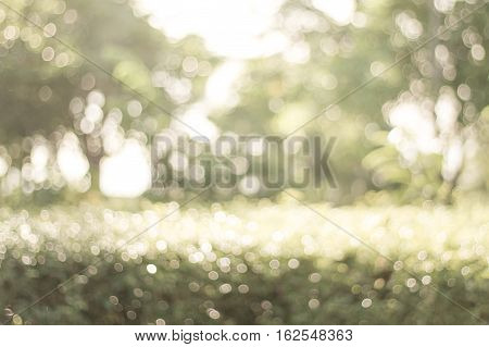 Blurred tree branch. Abstract spring background. Green natural background of out of focus forest or bokeh.