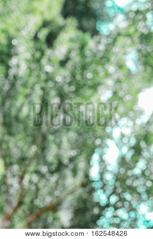 Abstract soft blurred tree green bokeh background in the forest. Nature bokeh background. Beautiful view select blurred all background