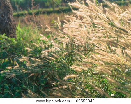 Desho grass Pennisetum pedicellatum flower summer plant