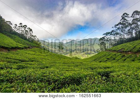 Tea plantations around Munnar tea estate hills in Kerala state Idukki district India