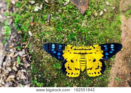 Dysphania Militaris, A Butterfly From East  Asia
