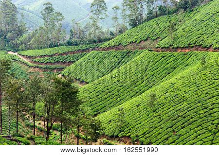 Tea plantations around Munnar tea estate hills in Kerala state Idukki district India