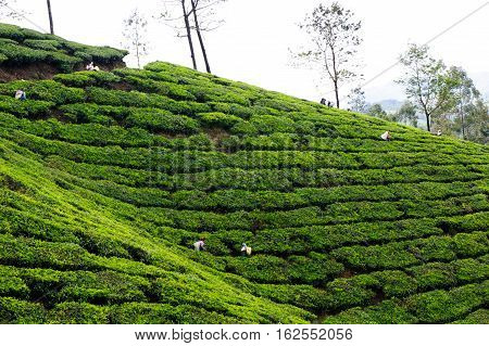 Tea plantations around Munnar tea estate hills in Kerala state Idukki district India