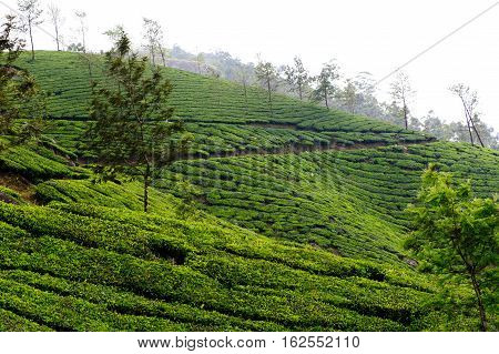 Tea plantations around Munnar tea estate hills in Kerala state Idukki district India