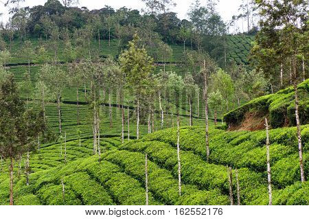 Tea plantations around Munnar tea estate hills in Kerala state Idukki district India