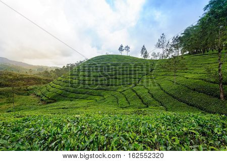 Tea plantations around Munnar tea estate hills in Kerala state Idukki district India