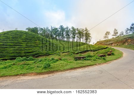 Tea plantations around Munnar tea estate hills in Kerala state Idukki district India