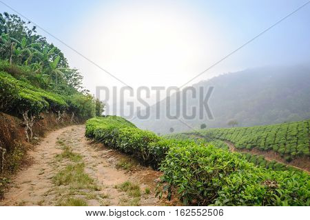 Road between tea plantation around Munnar tea estate hills in Kerala Idukki district India