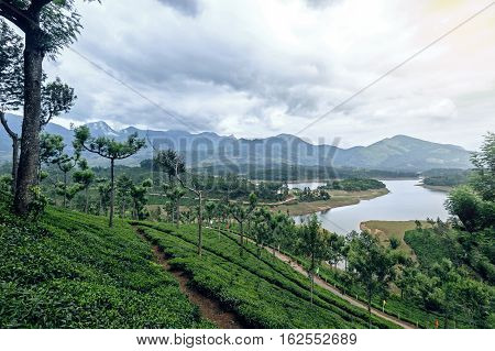 Tea plantations around Munnar tea estate hills in Kerala state Idukki district India