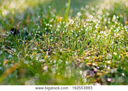 Close up of fresh thick grass with water drops in the early morning. green grass close up. Bright vibrant green grass. Bright vibrant green grass
