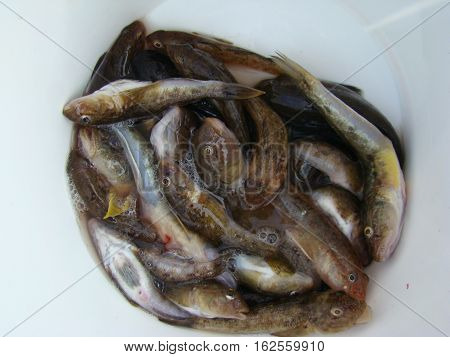 bychek is a family of ray-finned fishes of the order Perciformes.