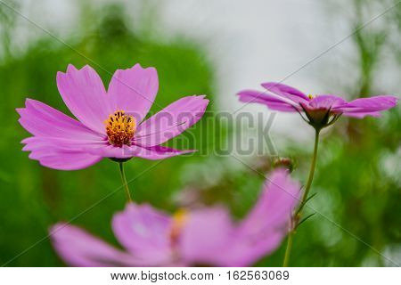 Cosmos is a species native to North America. The plant is between approximately 1 year.