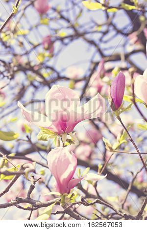 Blooming magnolia branch on a tree in the garden. Flowering magnolia tree densely covered with beautiful fresh pink flowers
