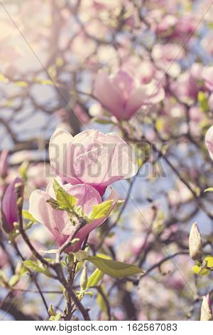 Blooming magnolia branch on a tree in the garden. Flowering magnolia tree densely covered with beautiful fresh pink flowers