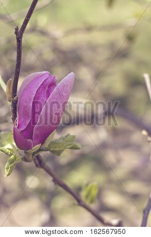 Blooming magnolia branch on a tree in the garden. Flowering magnolia tree densely covered with beautiful fresh pink flowers