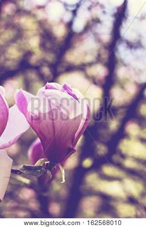Blooming magnolia branch on a tree in the garden. Flowering magnolia tree densely covered with beautiful fresh pink flowers
