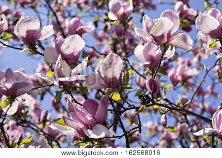 Blooming magnolia branch on a tree in the garden. Flowering magnolia tree densely covered with beautiful fresh pink flowers