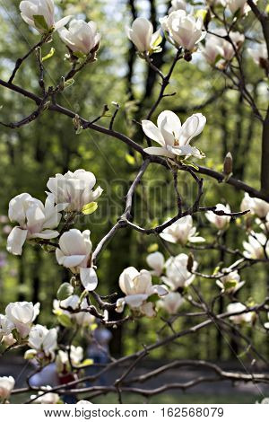 Blooming magnolia branch on a tree in the garden. Flowering magnolia tree densely covered with beautiful fresh white flowers