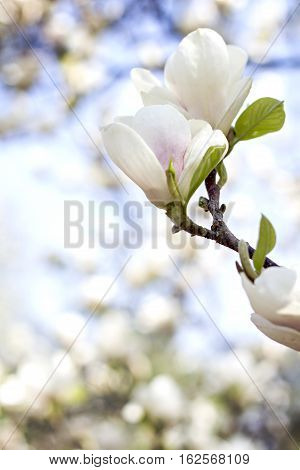 Blooming magnolia branch on a tree in the garden. Flowering magnolia tree densely covered with beautiful fresh white flowers