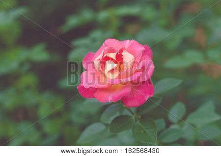 Rose bush with pink roses in bloom selective focus and faded colors