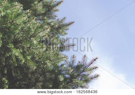 Frame of green fir-tree twigs and background of the blue cloudless sky