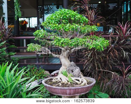 The beautiful bonsai tree on the clay pot.