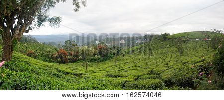 Panoramic view in Munnar in western Ghats Kerala Idukki district India