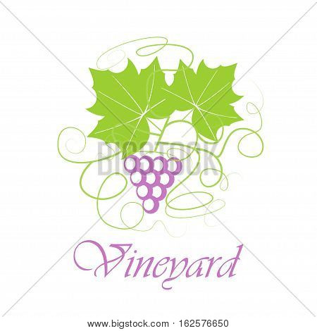 Grape Berry Leaf