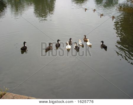 Ducks On The Pond