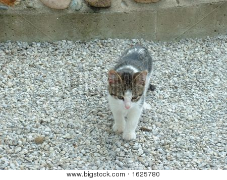 Kitten