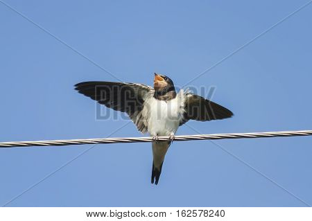 little chick swallows sitting with open beak and flapping it's funny on the wires