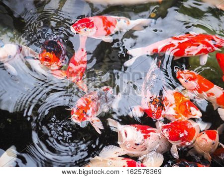 The beautiful koi fish in pond in the garden.