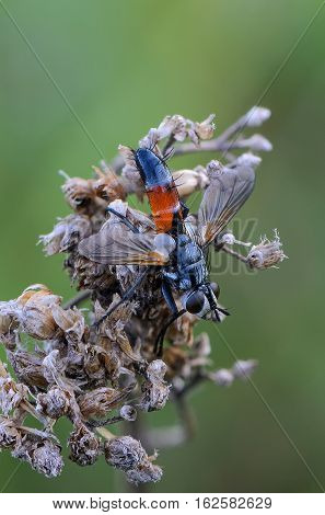 Tachina Fly With Orange Belly