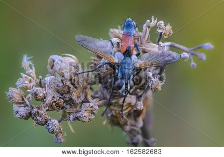 Tachina Fly With Orange Belly