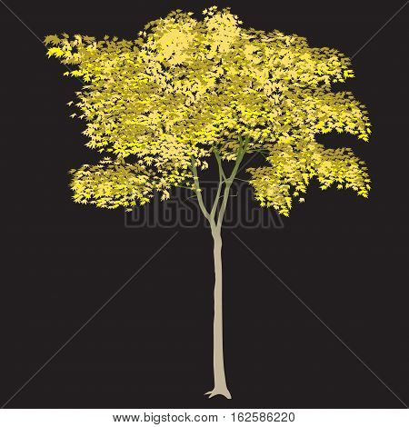 Maple With Yellow Leaves