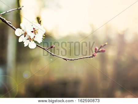 Apricot tree flowers. Spring white flowers on a tree branch. Apricot tree in bloom. Spring seasons time of year. White flowers of apricot tree