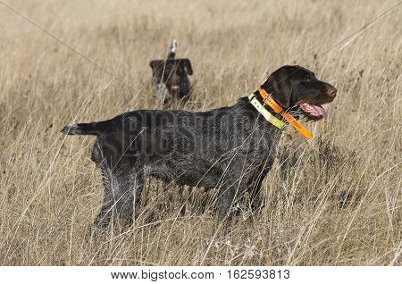 A German Wirehair Hunting dog out hunting pheasants