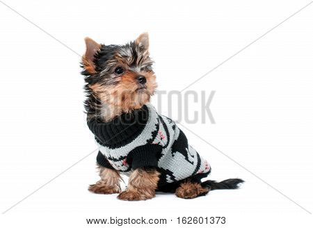 Portrait of a cute yorksire terrier in coat
