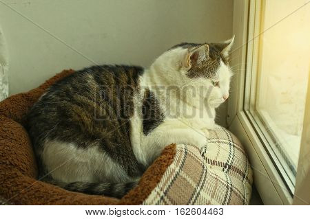 siberian cat lay in cat bed look at window close up portrait