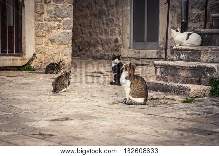 Playful cats waiting for food in old Europe city street in vintage style