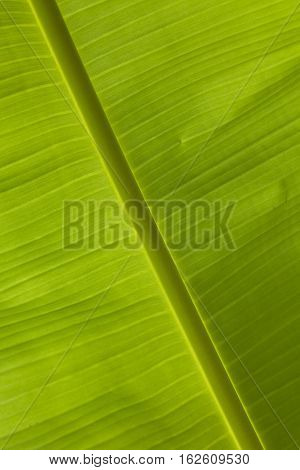 close-up palm green big leaf backgrounds summer