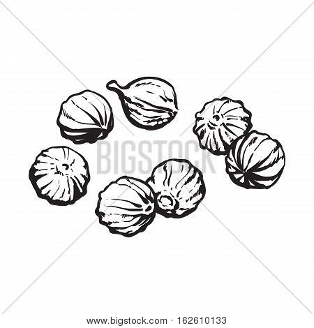 Coriander seeds, sketch style vector illustration isolated on white background. Realistic hand drawing of coriander seeds, popular spice and seasoning
