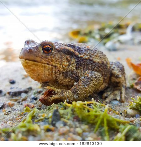 Big toad sitting on the edge of pond