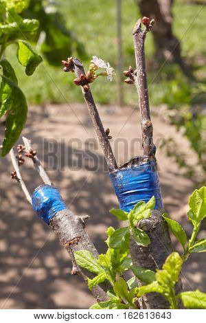 Grafted Tree