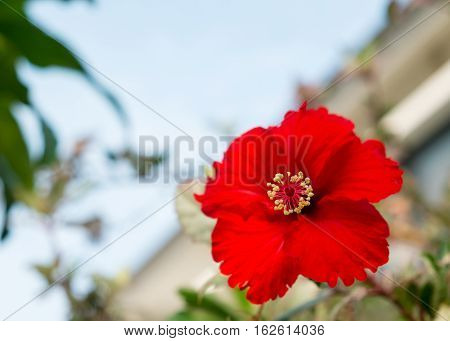The red hibiscus flower on blue sky