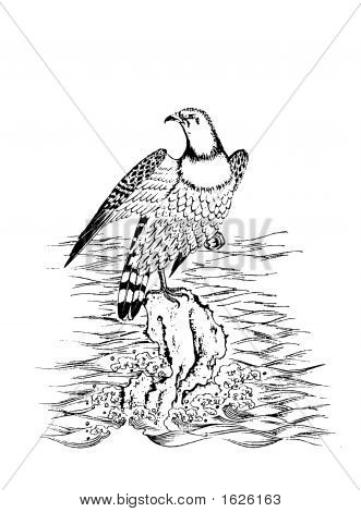 Aquila